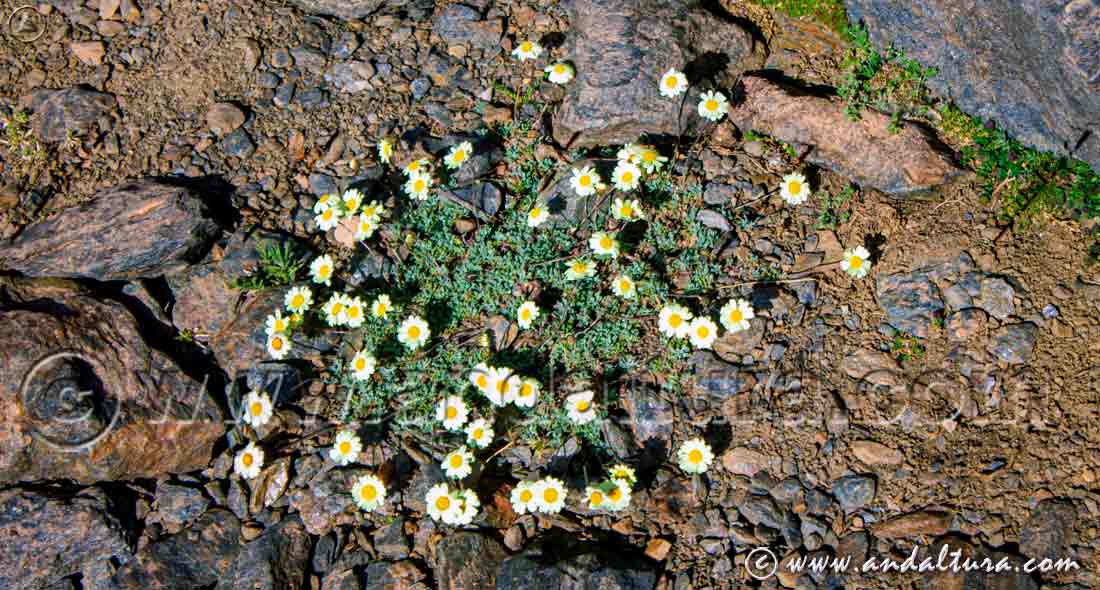 Planta y flores de Leucanthemopsis pectinata - Gamarza -