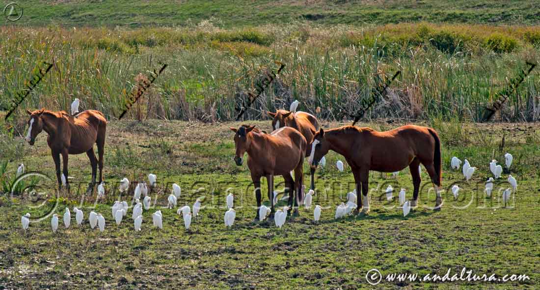 Caballos junto a garcillas bueyeras (Bubulcus ibis), interacción entre fauna doméstica y silvestre en Andalucía