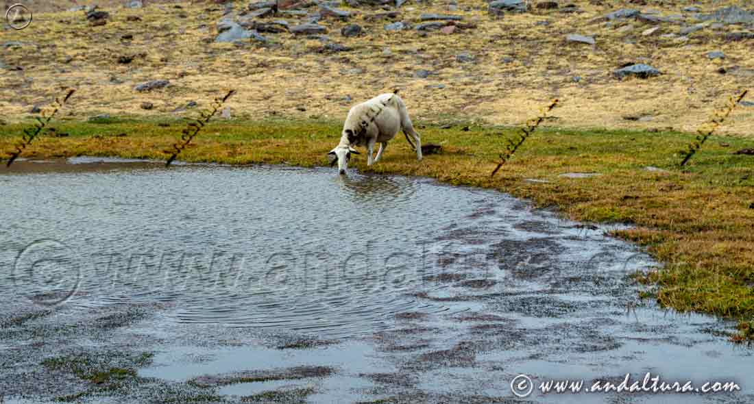 Los últimos sorbos del otoño en las Lagunas de Sierra Nevada