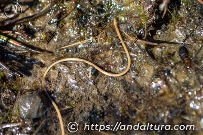 Gordius aquaticus - Crin de Caballo