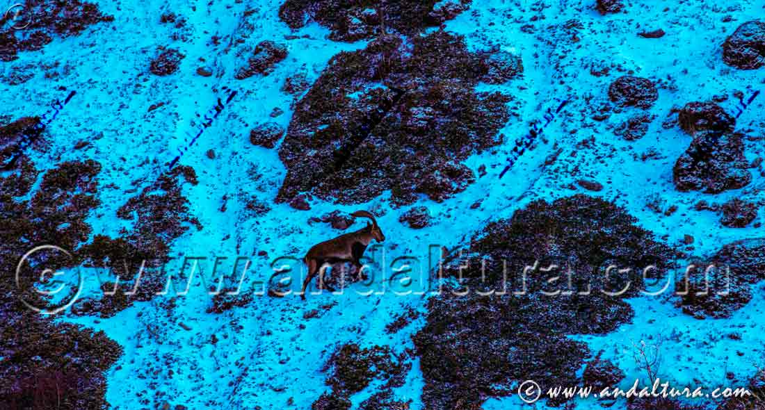 Macho de cabra montesa, delante nuestra subiendo por la vereda