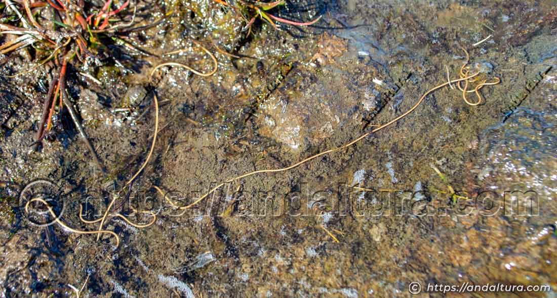 Gordius aquaticus en Andalucía