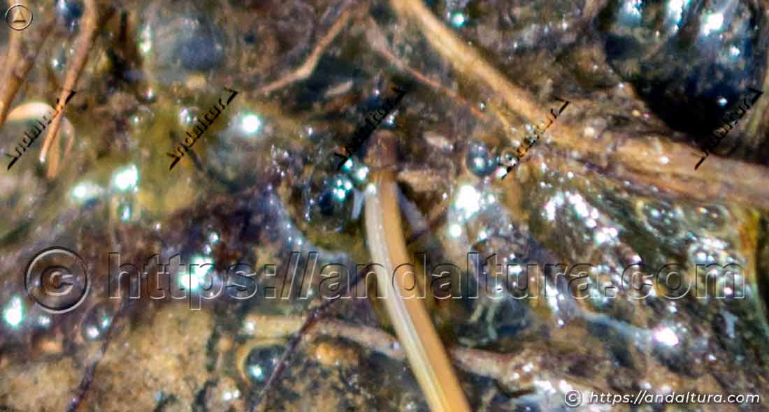 Fauna de Andalucía: Gordius aquaticus