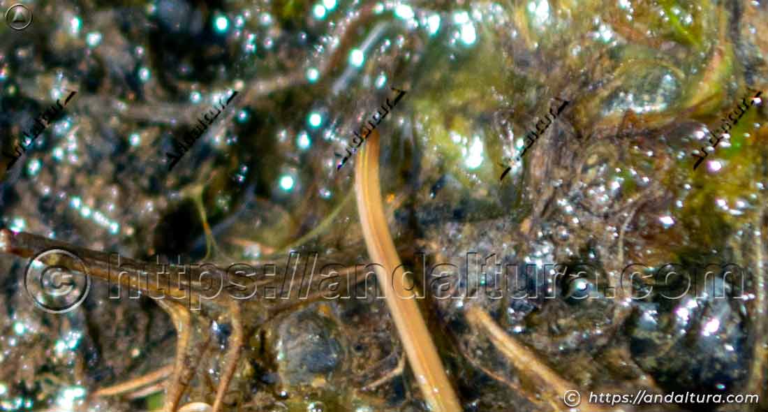 Parque Nacional de Sierra Nevada: Gordius aquaticus