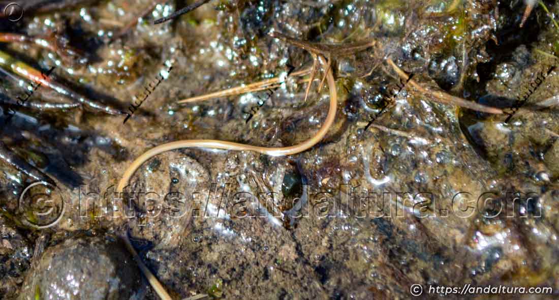 Detalle de un Gordius aquaticos en una lámina de agua de Sierra Nevada