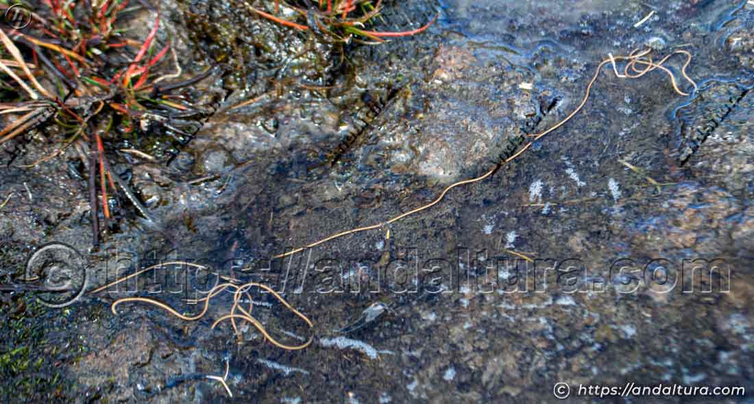 Gordius aquaticus en las Lagunas de Sierra Nevada