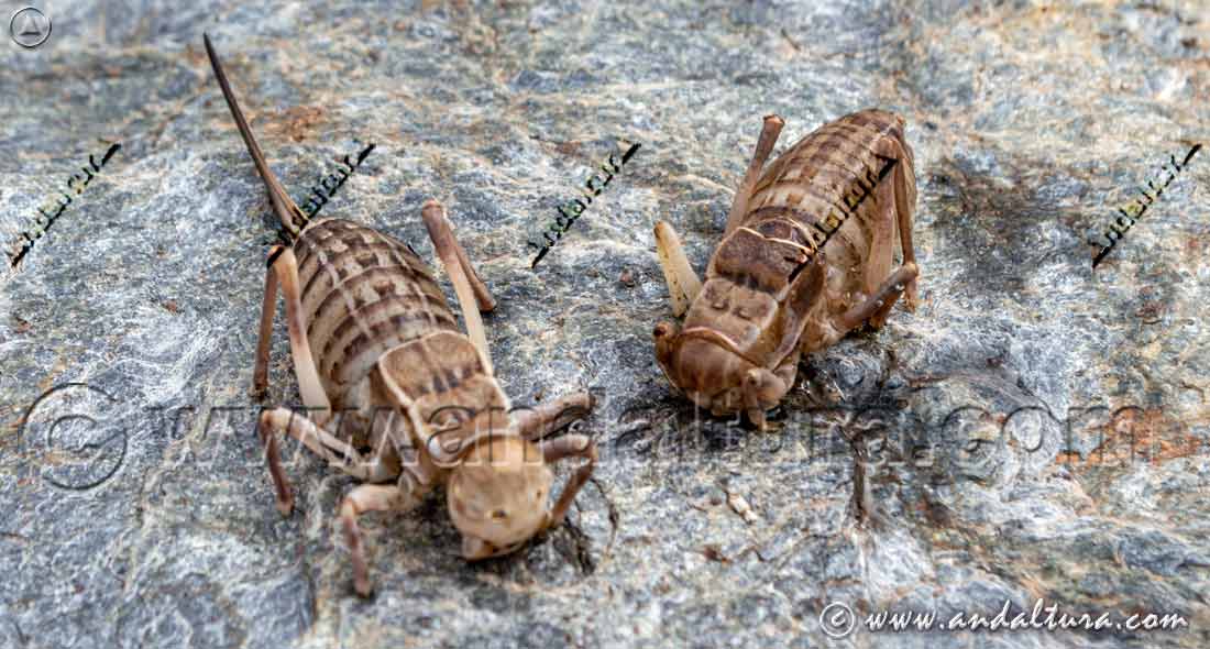 Pareja de cuerpos huecos de Pycnogaster inermis junto a un Gordius aquaticus