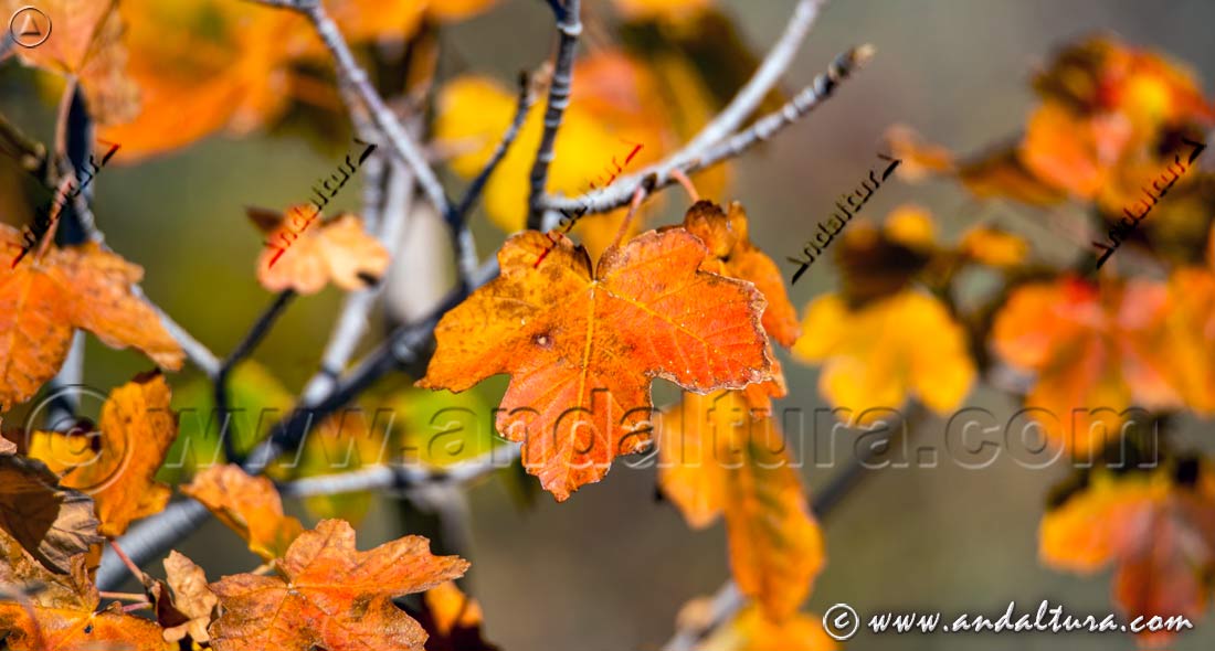 Rutas de Senderismo en Andalucía para este otoño