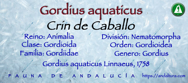 Gordius aquaticus - Crin de Caballo - Nematomorpha - Gordioida - Gordioidea - Gordiidae - Gordius - Gordius aquaticus Linnaeus