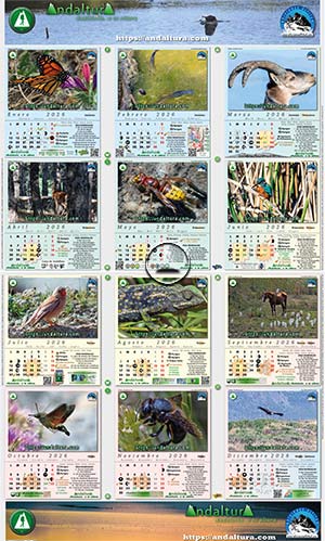 Calendario de pared A3 2026 dedicado a la fauna de Andalucía