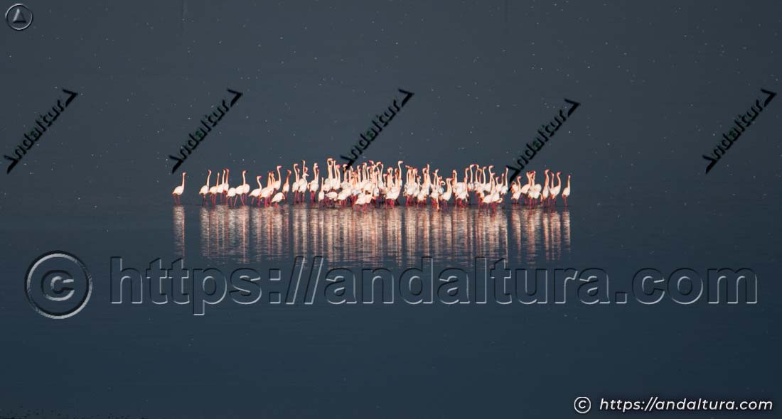 Bandada de flamencos comunes (Phoenicopterus roseus) agrupados en aguas tranquilas de un humedal