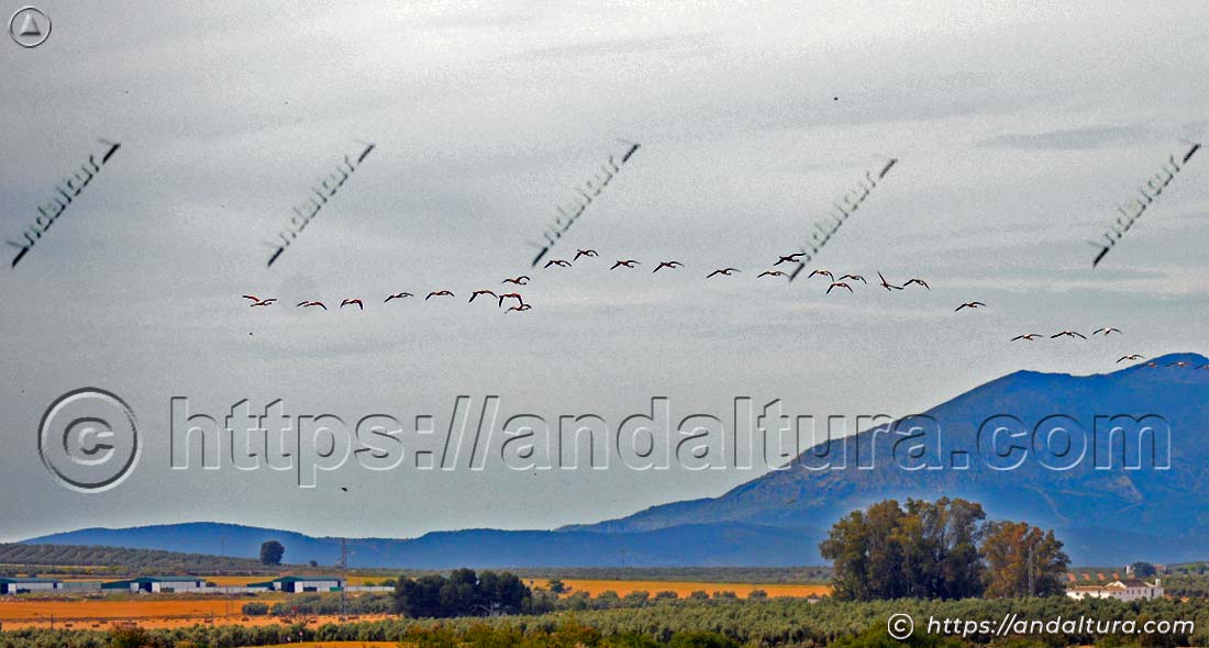 Bandada de flamencos comunes (Phoenicopterus roseus) volando en formación sobre un paisaje abierto