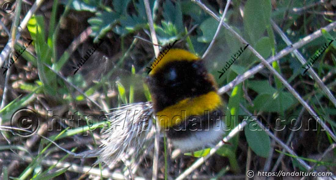 Abejorro Bombus terrestris en vuelo entre la vegetación durante su actividad polinizadora.