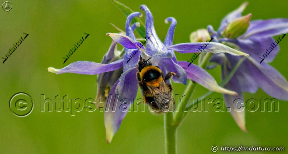 Abejorro común (Bombus terrestris) polinizando una flor de Aquilegia vulgaris en un entorno natural