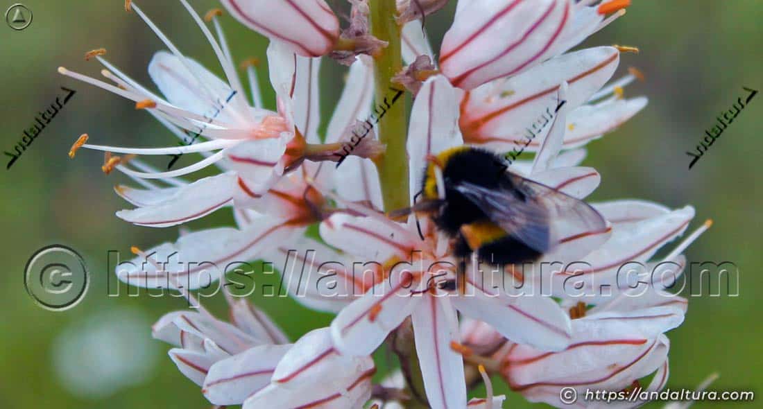 Abejorro Bombus terrestris polinizando flores de Asphodelus macrocarpus