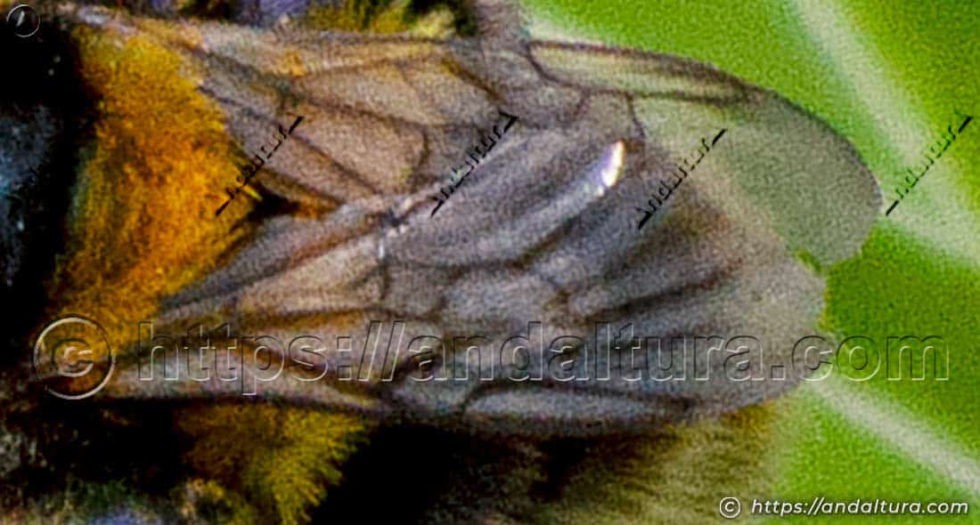 Detalle de las alas del abejorro común (Bombus terrestris)