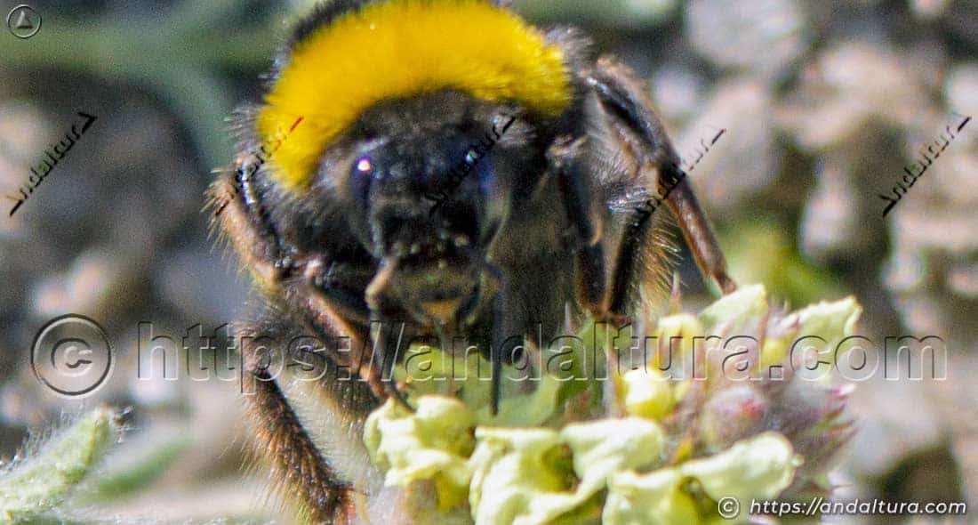 Detalle de la polinización realizada por el abejorro Bombus terrestris sobre una flor silvestre