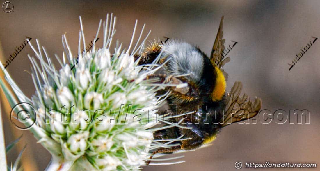 Abejorro Bombus terrestris polinizando una flor de Eryngium bourgatii