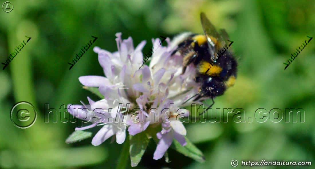 Abejorro Bombus terrestris polinizando una flor de Knautia nevadensis - Escabiosa de Sierra Nevada