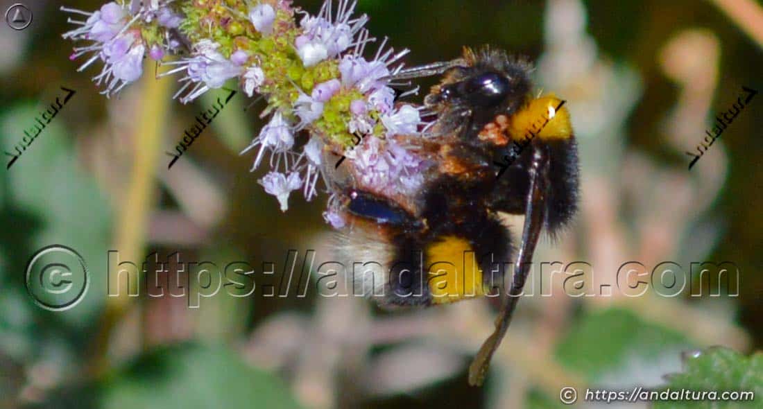 Abejorro Bombus terrestris polinizando flores de Mentha suaveolens - Hierbabuena de burro