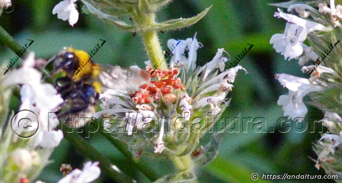 Abejorro Bombus terrestris polinizando una flor de Nepeta cataria