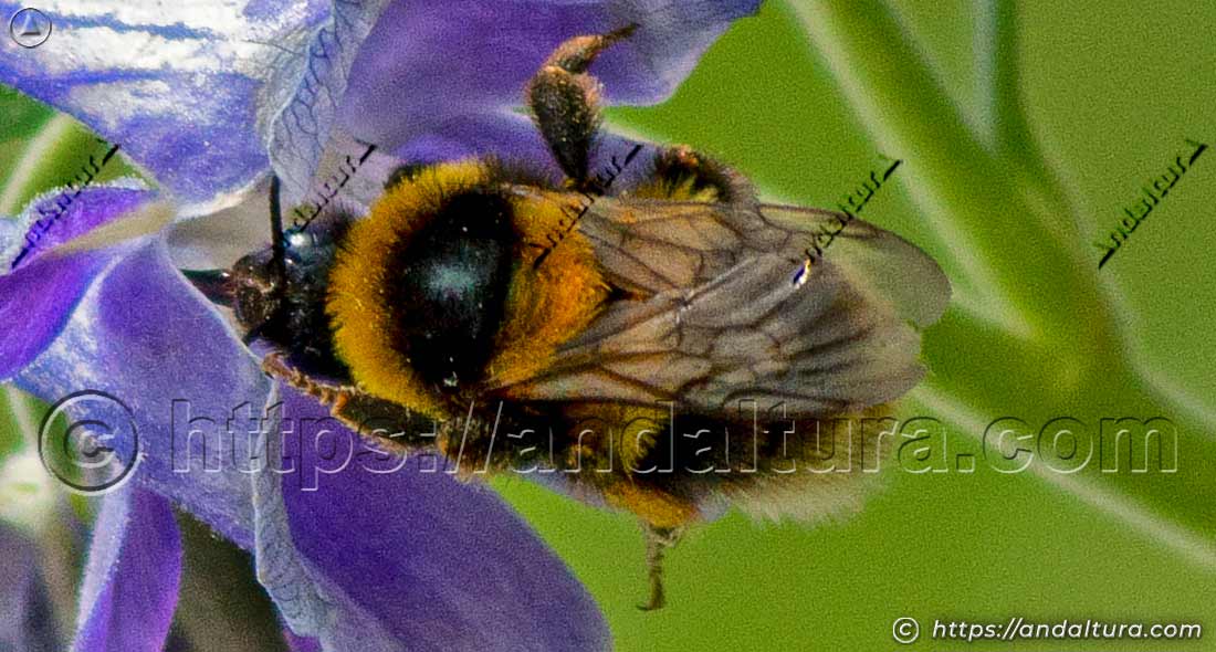 Detalle superior de un abejorro (Bombus terrestris) polinizando una flor de Aquilegia vulgaris