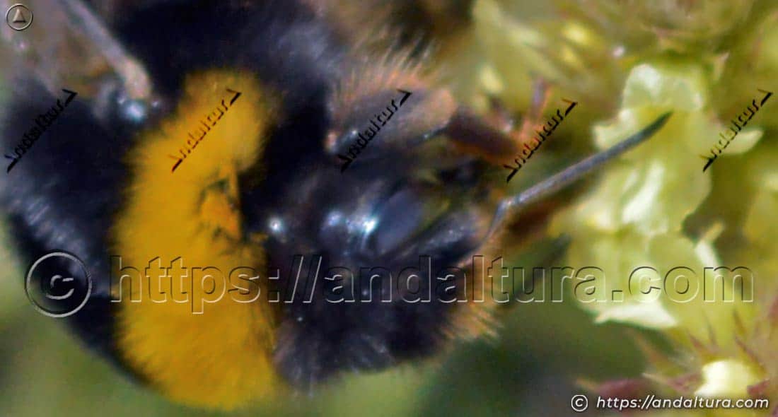 Detalle macro de un abejorro Bombus terrestris polinizando una flor silvestre
