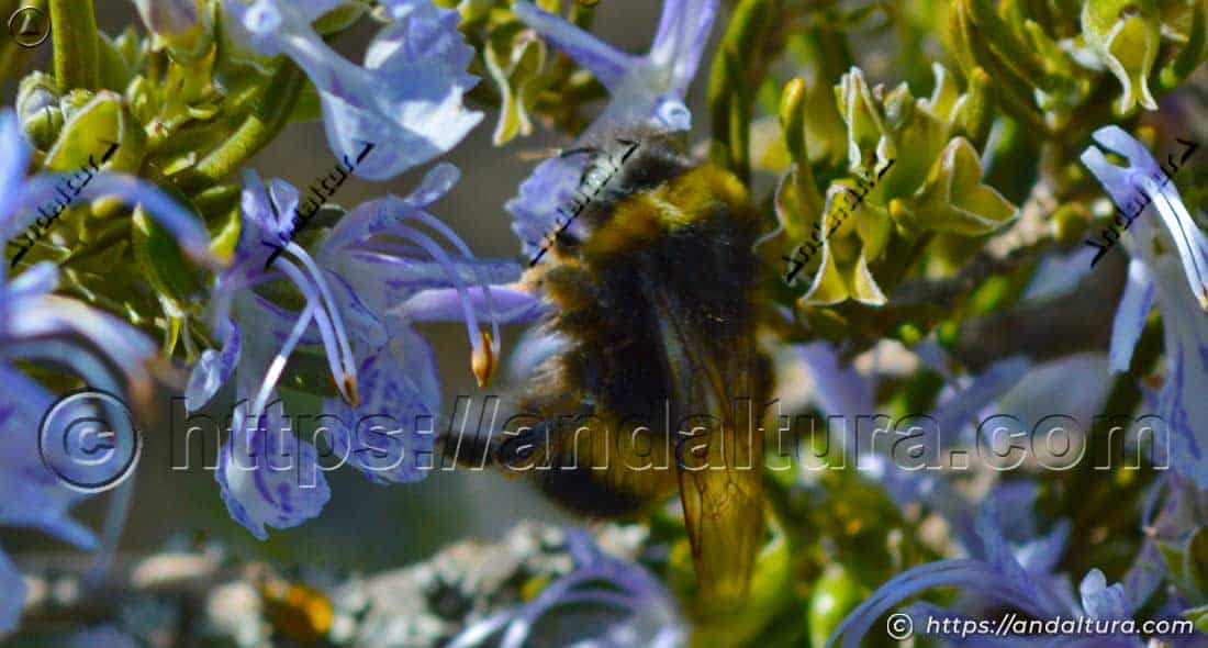 Abejorro Bombus terrestris polinizando flores de Salvia rosmarinus