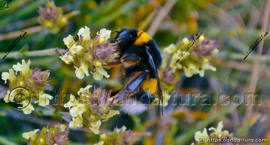 Abejorro Bombus terrestris polinizando flores de Sideritis glacialis