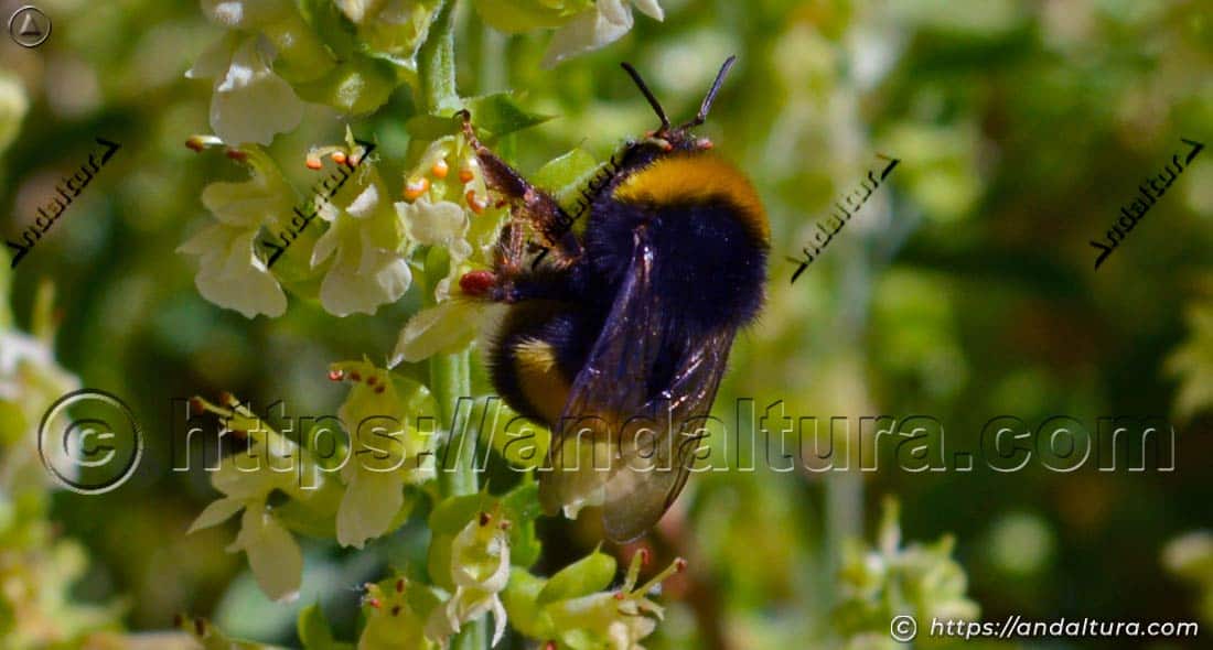 Abejorro Bombus terrestris polinizando flores de Teucrium oxylepis