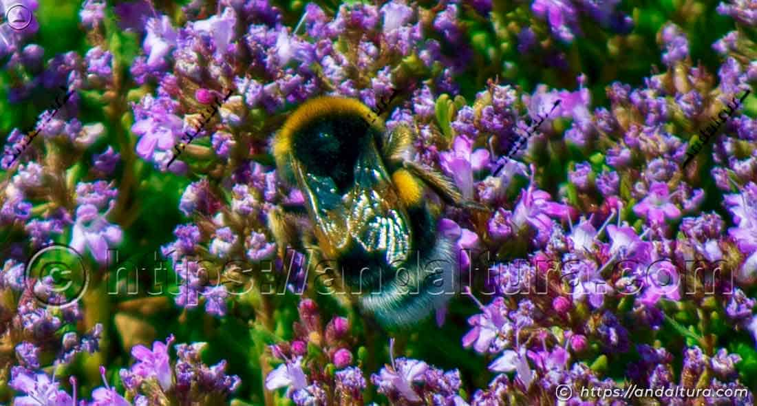 Abejorro Bombus terrestris polinizando flores de Thymus serpylloides