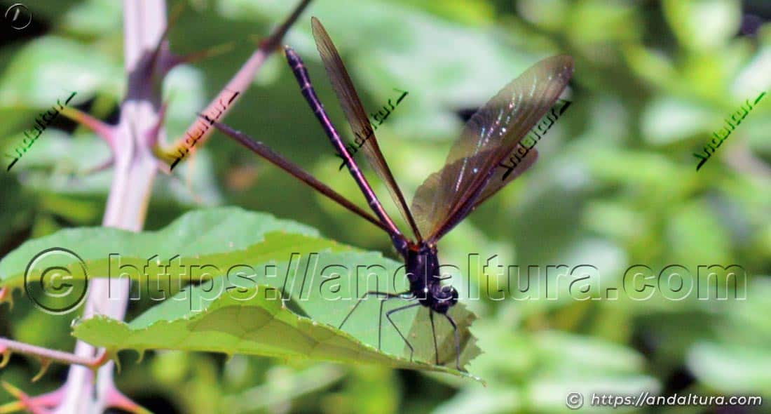 Bella dama (Calopteryx virgo) posada con las alas abiertas