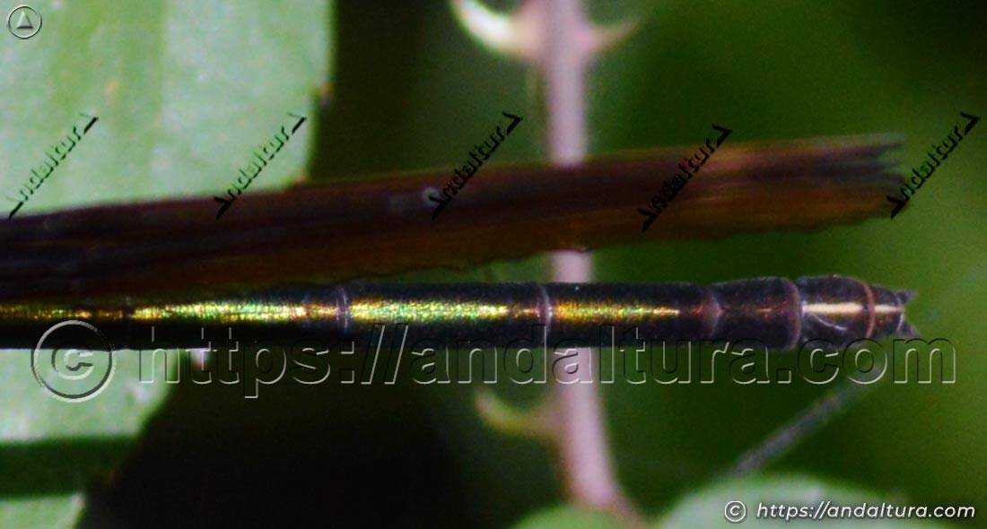 Detalle del abdomen iridiscente de la bella dama (Calopteryx virgo)