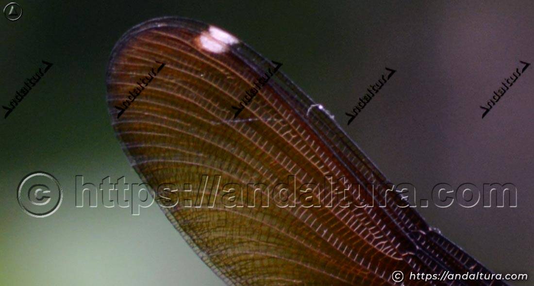 Detalle del ala oscura y la nerviación de la bella dama (Calopteryx virgo)