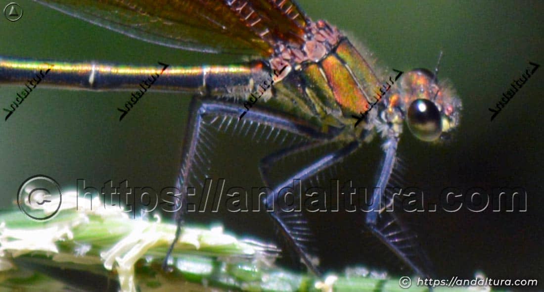 Detalle del tórax y la cabeza de la bella dama (Calopteryx virgo)