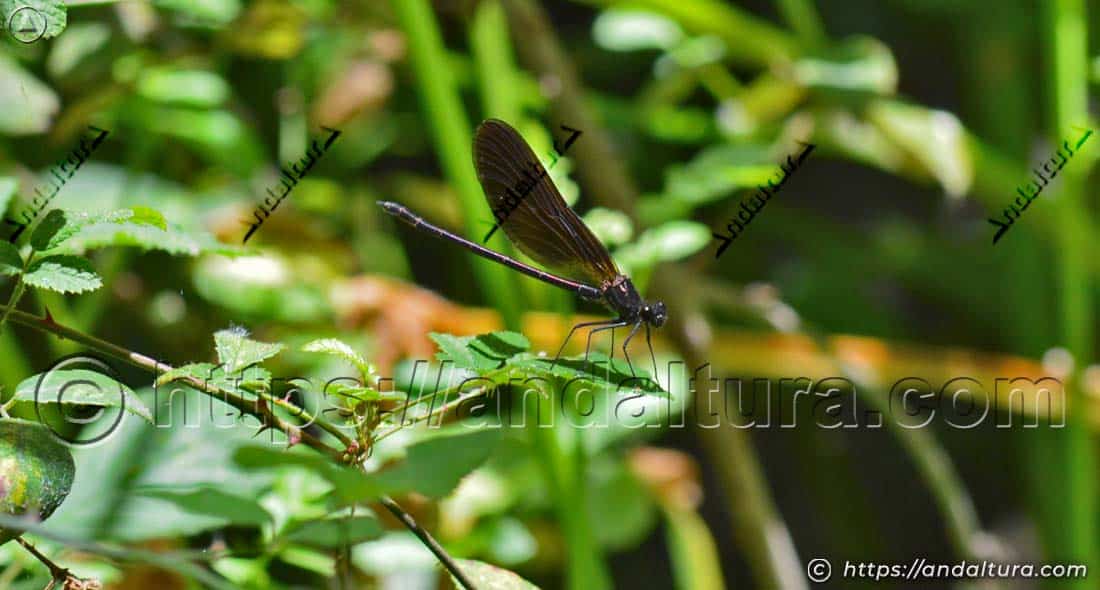 Ejemplar de bella dama (Calopteryx virgo) en su hábitat fluvial.