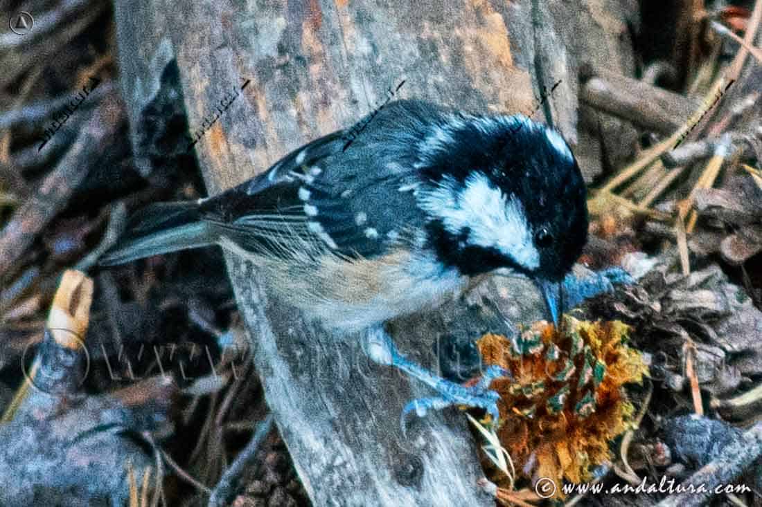 Carbonero garrapinos - Periparus ater alimentándose sobre un tronco
