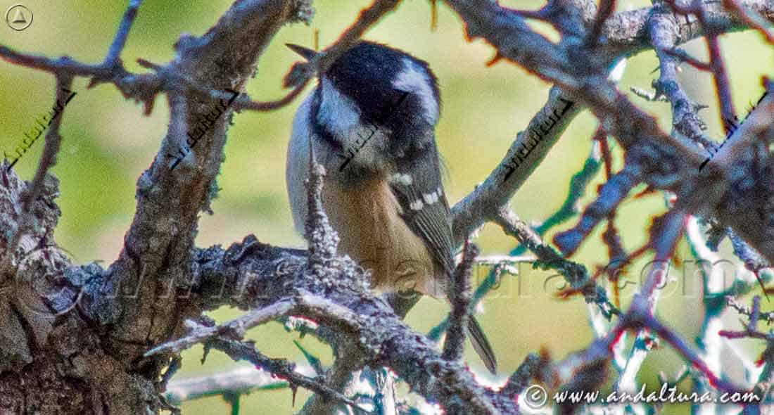 Carbonero garrapinos (Periparus ater) cantando posado entre las ramas de un árbol