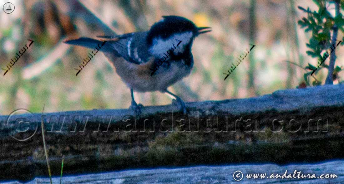 Carbonero garrapinos (Periparus ater) posado con el pico abierto durante una vocalización