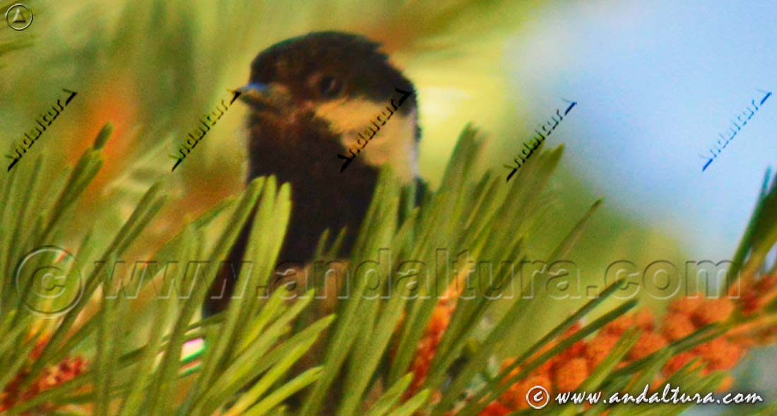 Carbonero garrapinos - Periparus ater - oculto entre las acículas de un pino