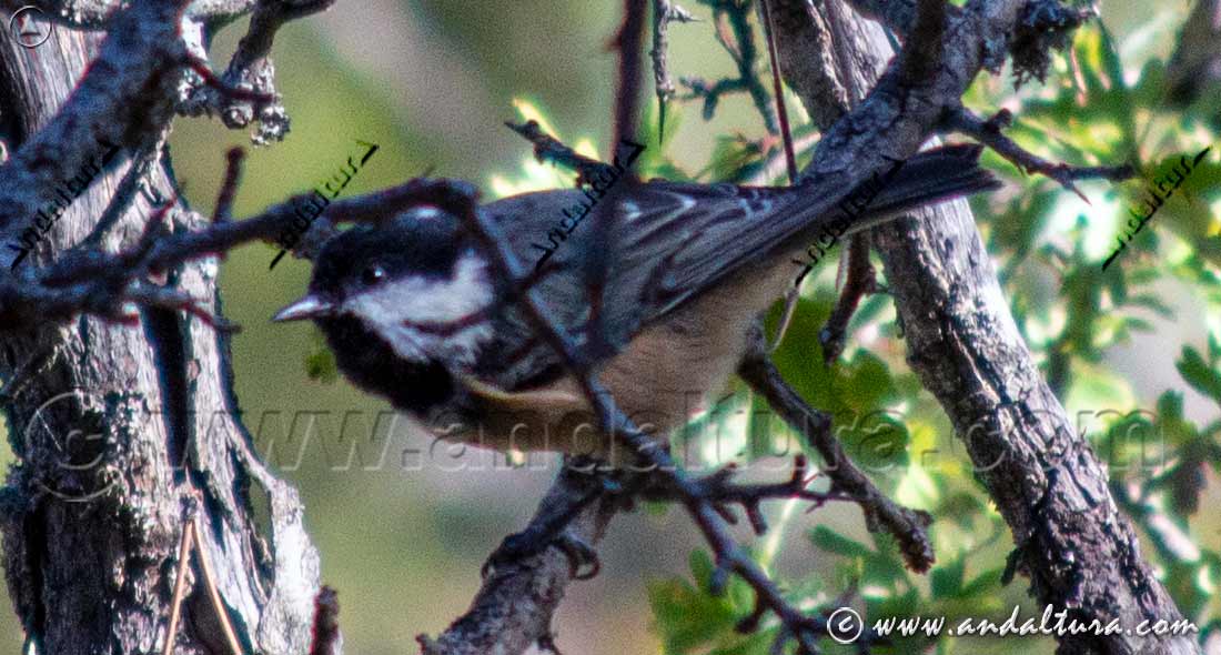 Carbonero garrapinos (Periparus ater) posado entre las ramas de la vegetación