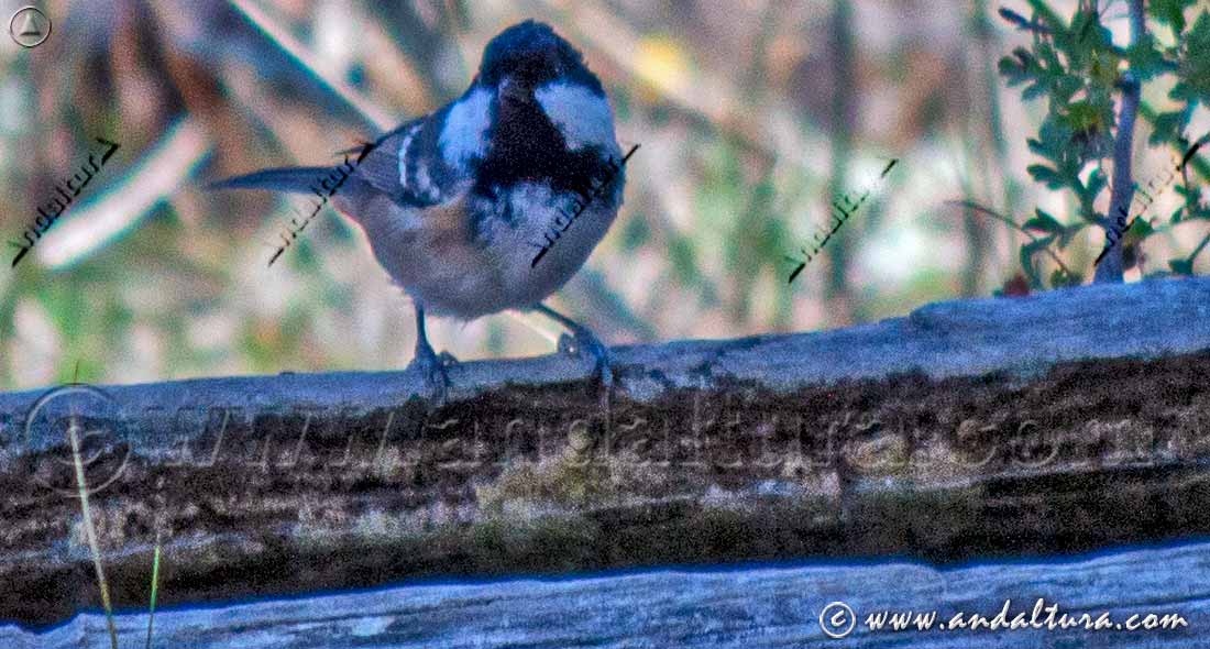 Carbonero garrapinos (Periparus ater) posado sobre una estructura de madera de la Fuente de Maguillo