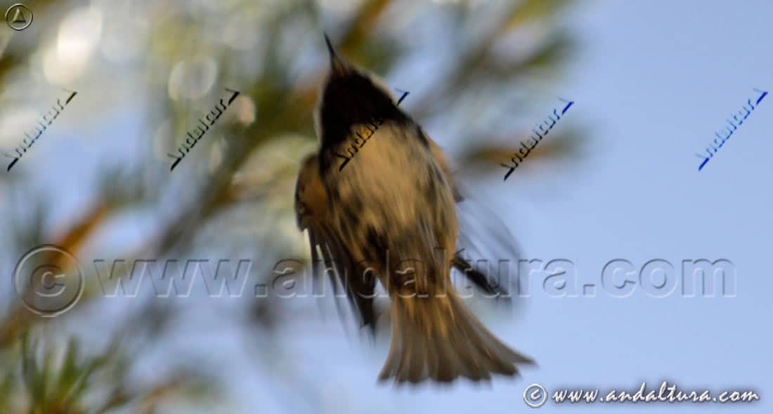 Carbonero garrapinos (Periparus ater) captado en pleno vuelo entre la vegetación