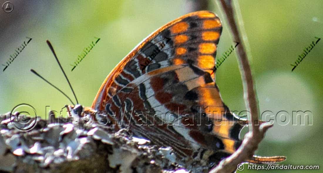 Detalle lateral del ala de Charaxes jasius