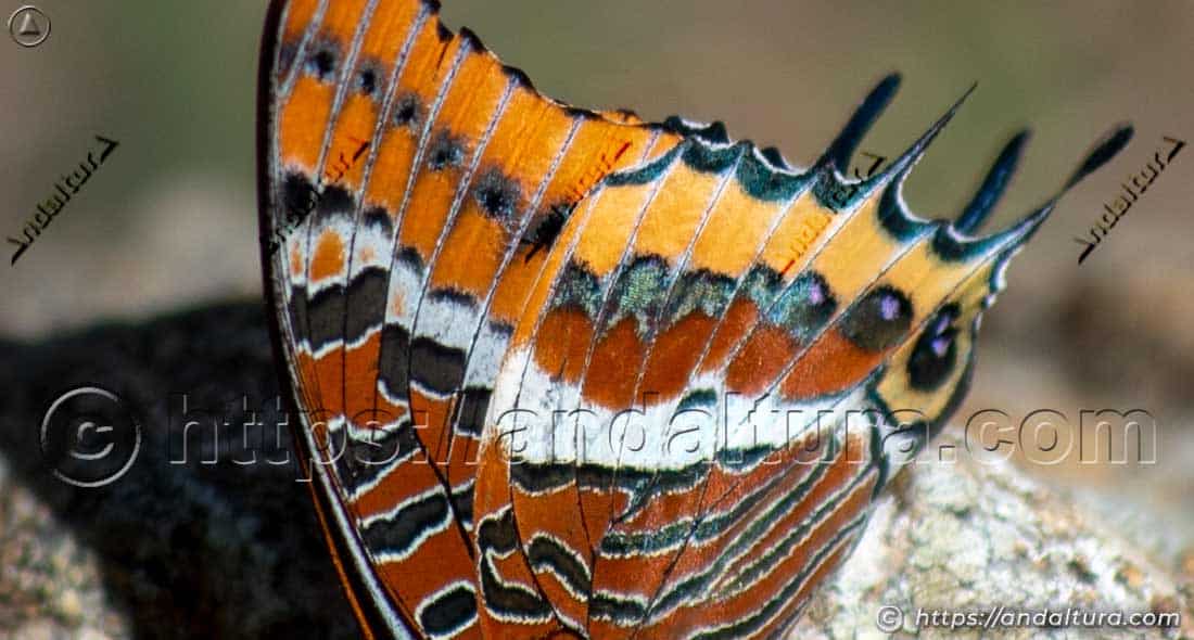 Detalle del ala posterior de Charaxes jasius