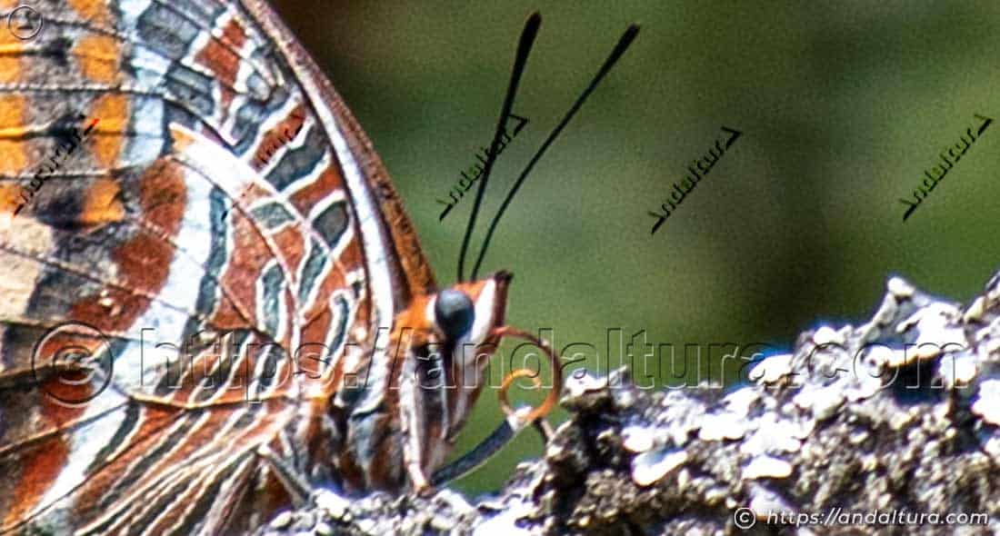Detalle de la cabeza de Charaxes jasius