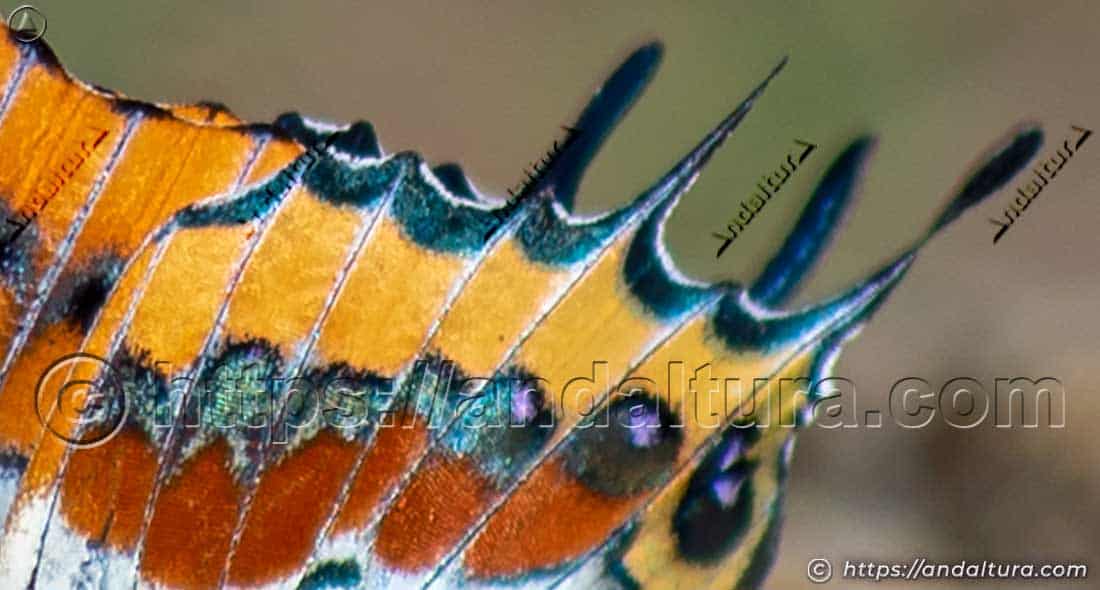 Cola del ala posterior de Charaxes jasius