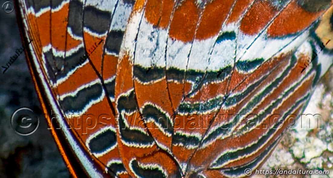 Detalle de las escamas del ala de Charaxes jasius