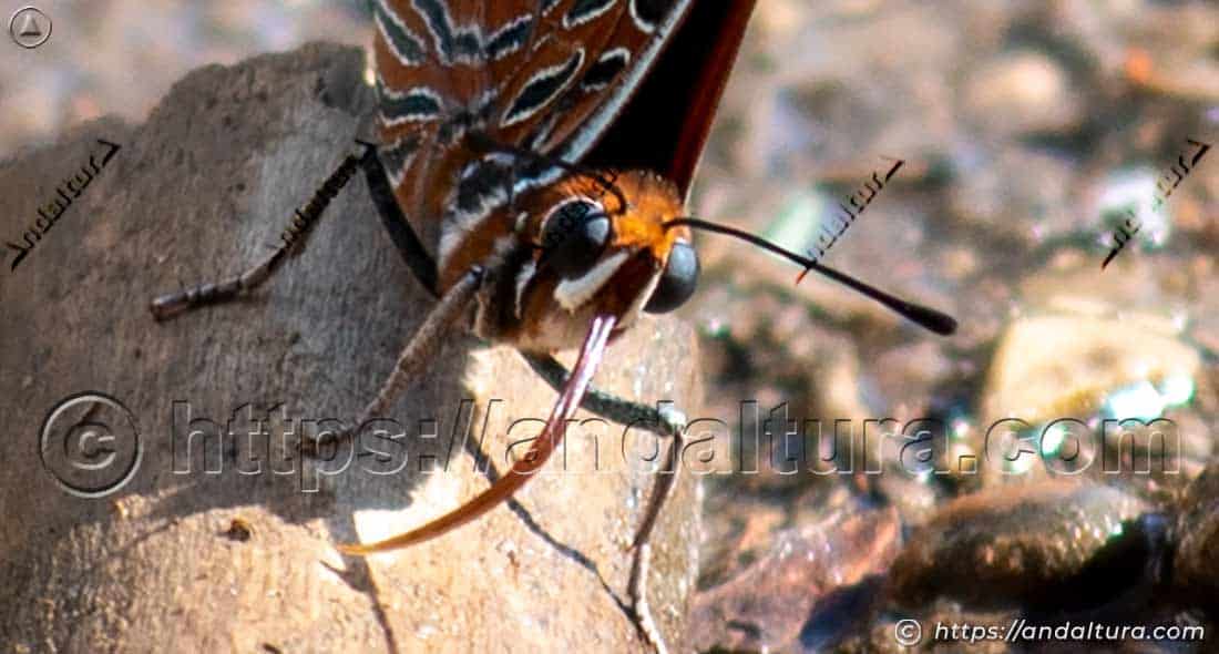 Probóscide de Charaxes jasius