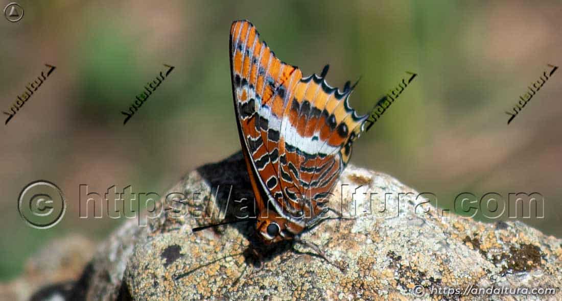 Charaxes jasius posada sobre una piedra